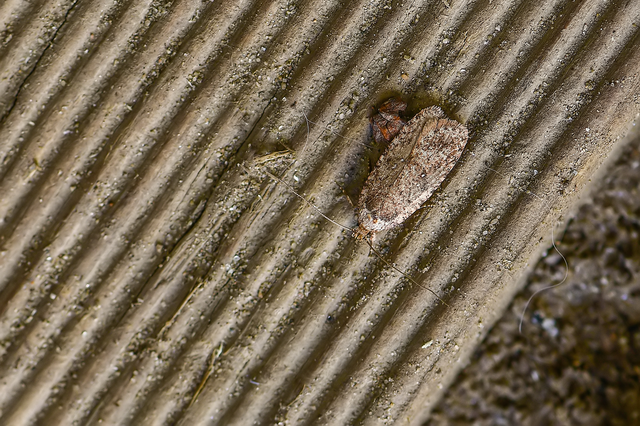 Depressariidae - laposmolyfélék