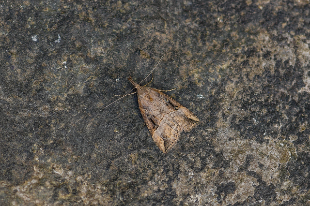 Hypena rostralis - közönséges karcsúbagoly