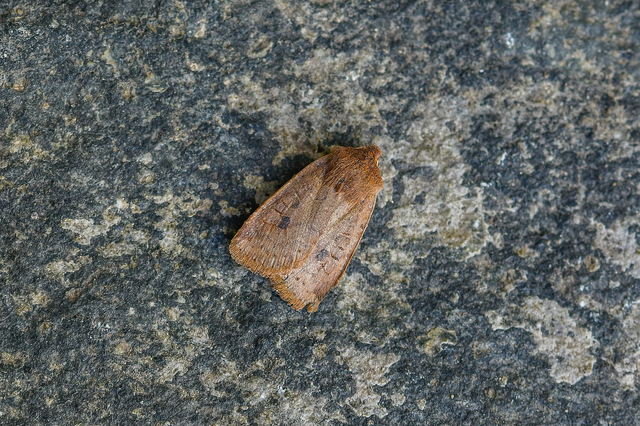 Conistra vaccinii - változékony őszibagoly