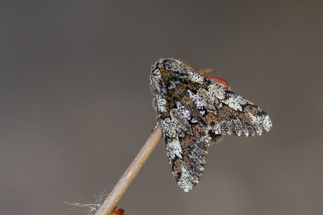 Biston strataria - barnapettyes araszoló