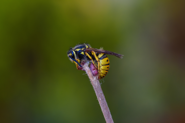 Vespula germanica - német darázs