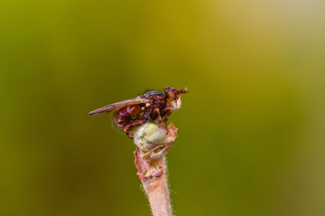 Conopidae - fejeslegyek