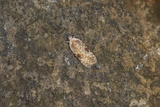 Agonopterix alstromeriana - bürök-laposmoly