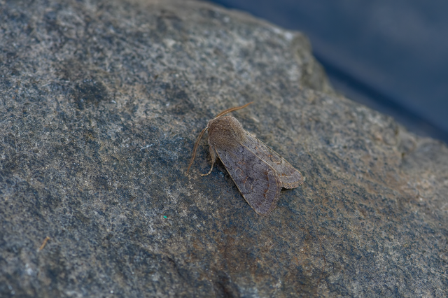 Orthosia populeti - nyárfa-barkabagoly
