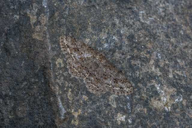 Ectropis crepuscularia - avararaszoló