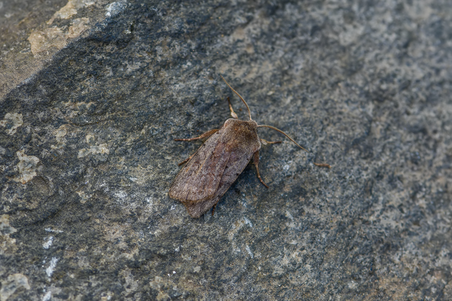 Cerastis rubricosa - vörhenyes tavaszibagoly