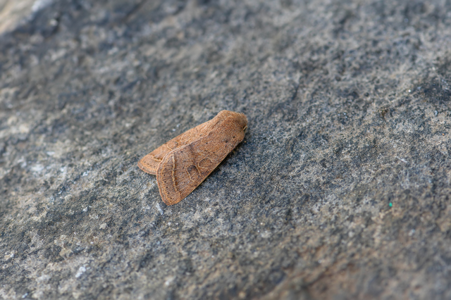 Orthosia cerasi - közepes barkabagoly