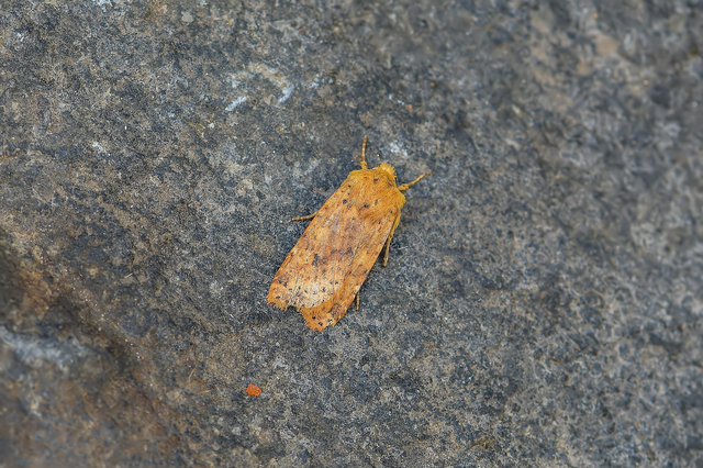 Conistra rubiginea - vörös őszibagoly
