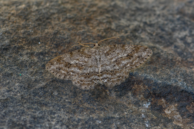 Ectropis crepuscularia - avararaszoló