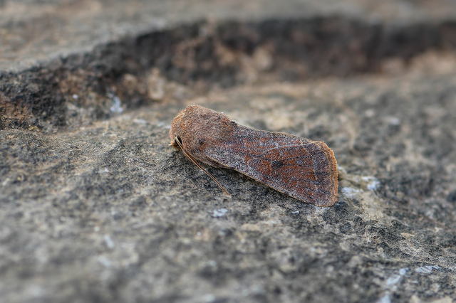 Orthosia incerta - változékony barkabagoly