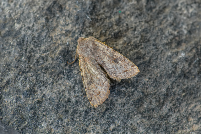 Orthosia incerta - változékony barkabagoly