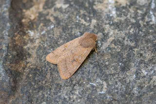 Orthosia cerasi - közepes barkabagoly