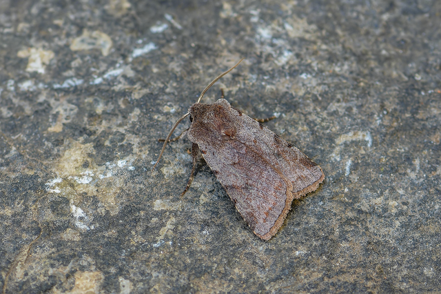Cerastis rubricosa - vörhenyes tavaszibagoly