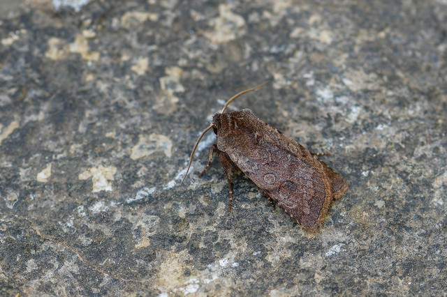 Cerastis rubricosa - vörhenyes tavaszibagoly