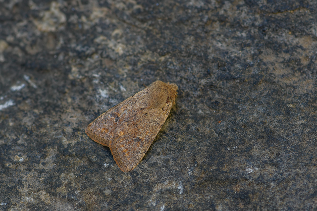 Orthosia cruda - kis barkabagoly