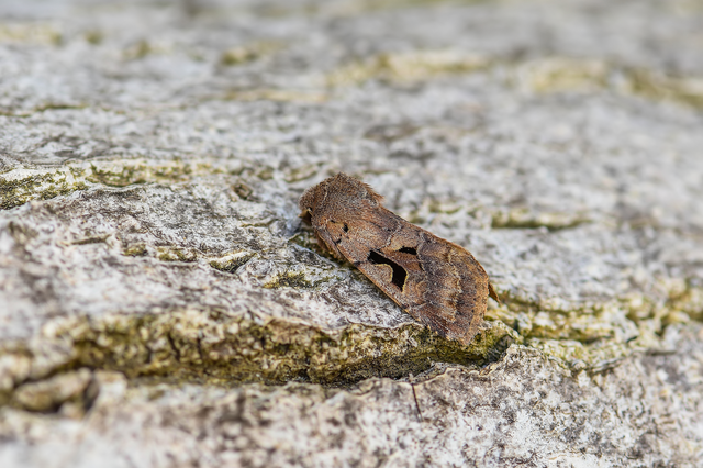 Orthosia gothica - feketefoltos barkabagoly