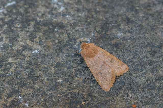 Orthosia cerasi - közepes barkabagoly