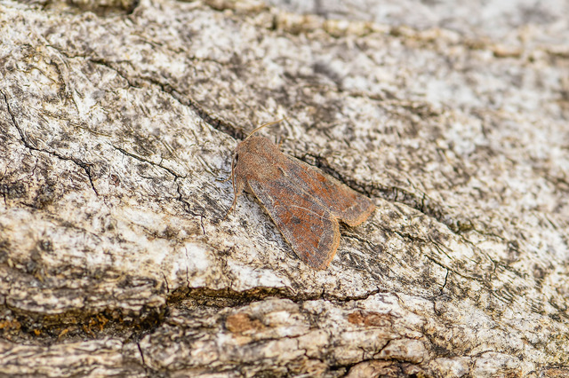 Orthosia incerta - változékony barkabagoly