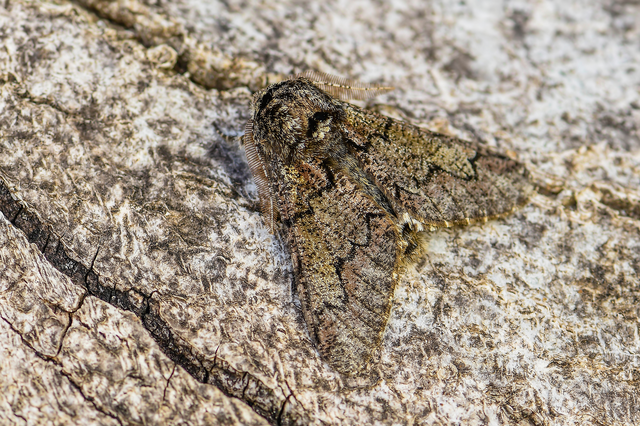 Biston strataria - barnapettyes araszoló