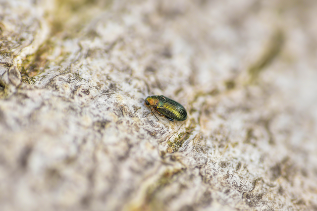 Crepidodera