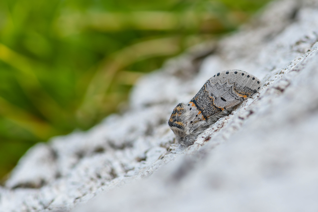 Furcula bifida - kis púposszövő