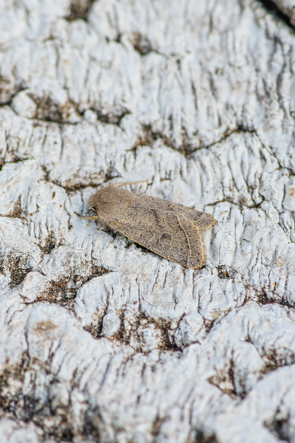 Orthosia cerasi - közepes barkabagoly