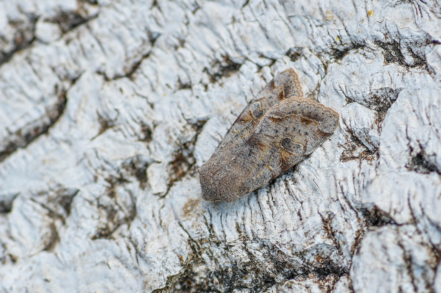 Orthosia incerta - változékony barkabagoly