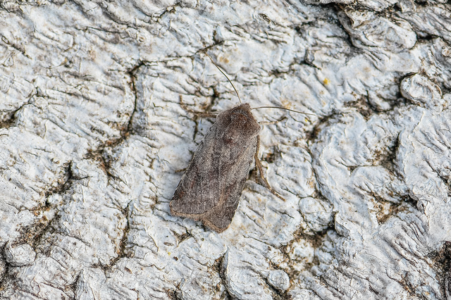 Cerastis rubricosa - vörhenyes tavaszibagoly