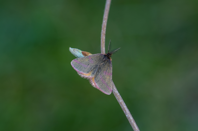 Lythria purpuraria - bíborsávos araszoló