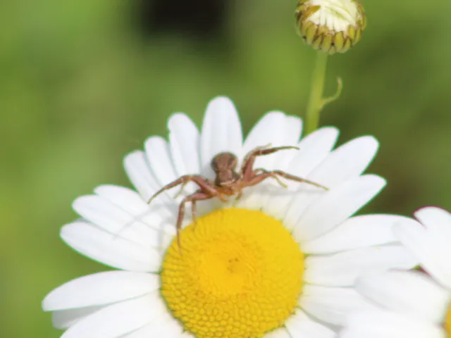 Xysticus