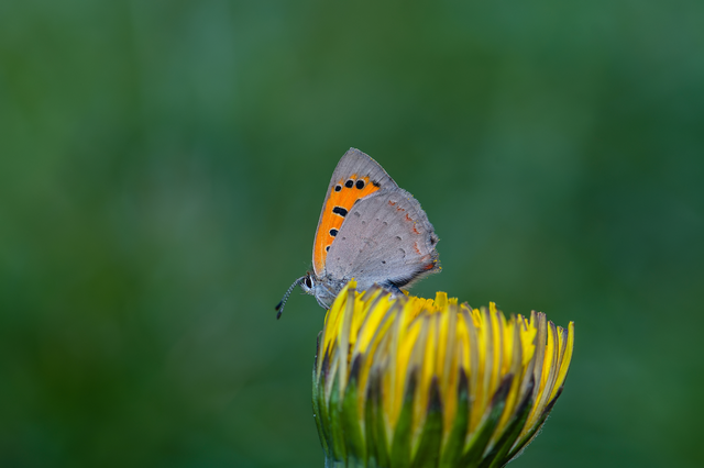 Lycaena phlaeas - közönséges tűzlepke