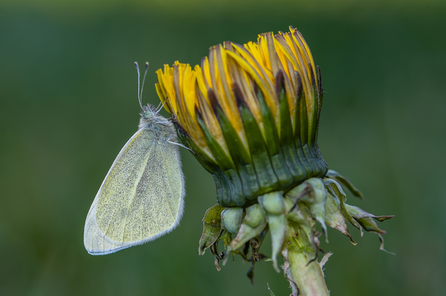 Pieris rapae - répalepke