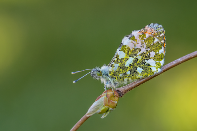 Anthocharis cardamines - hajnalpírlepke