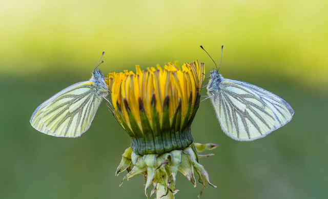 Pieris napi - repcelepke