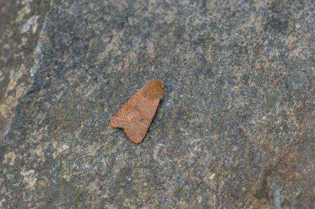 Orthosia cerasi - közepes barkabagoly