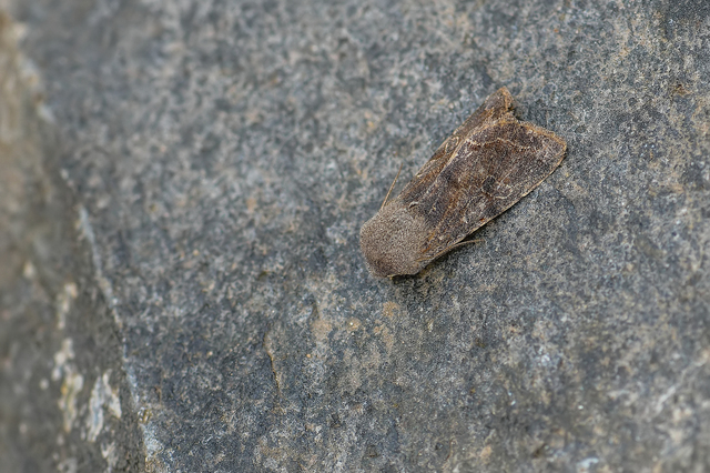 Orthosia incerta - változékony barkabagoly