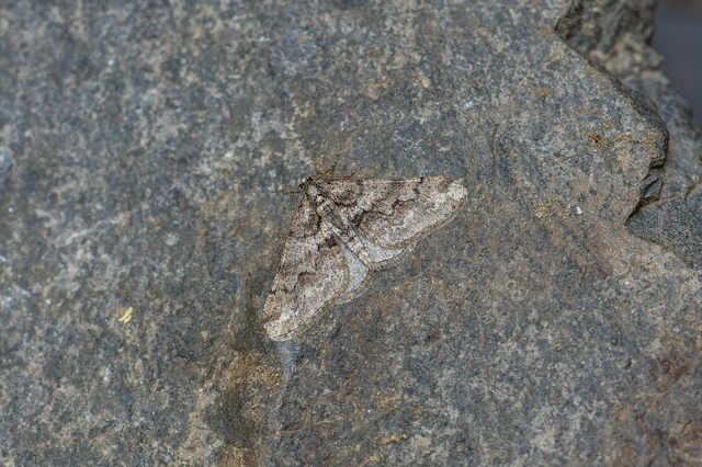Agriopis leucophaearia - tölgy-tavasziaraszoló