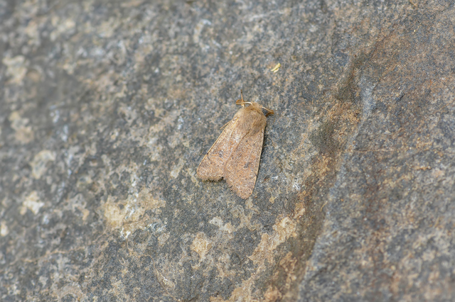 Orthosia cruda - kis barkabagoly