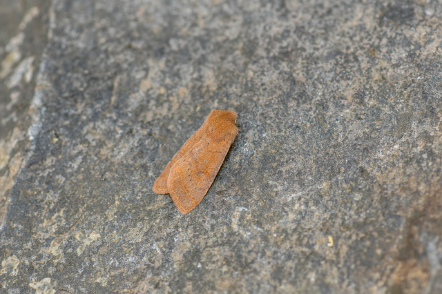 Orthosia cerasi - közepes barkabagoly