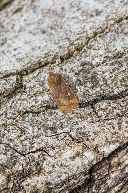 Eupsilia transversa - holdacskás télibagoly