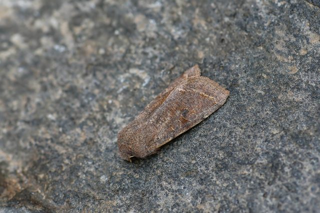 Orthosia incerta - változékony barkabagoly