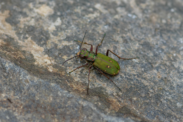 Cicindela campestris - mezei homokfutrinka