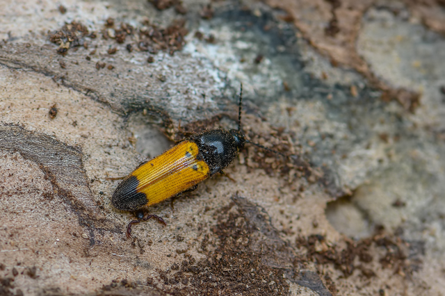 Ampedus elegantulus - csinos pattanó