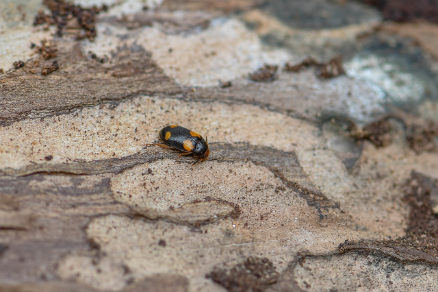 Mycetophagus quadripustulatus - négyfoltos gombabogár