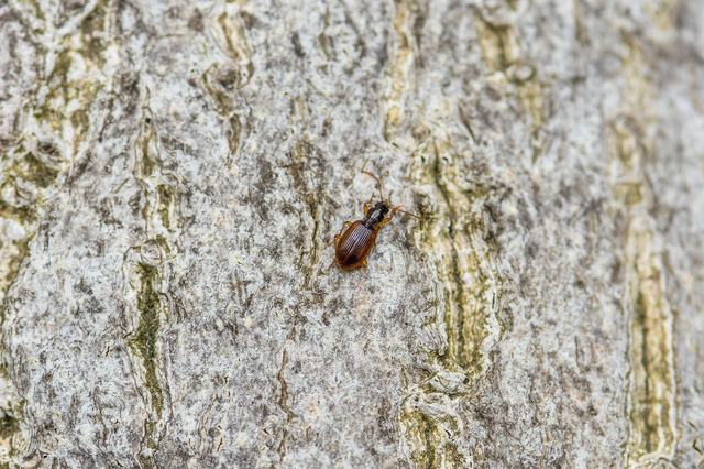 Oxypselaphus obscurus - barnás kisfutó