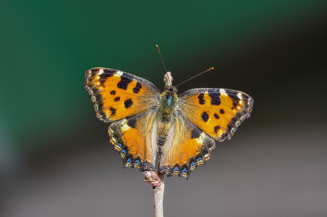 Nymphalis polychloros - nagy rókalepke