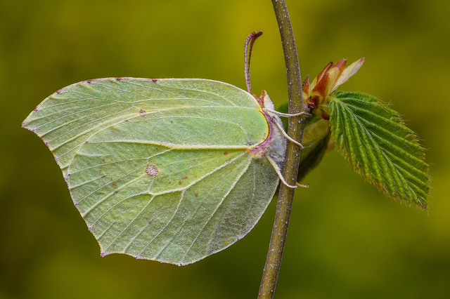 Gonepteryx rhamni - citromlepke