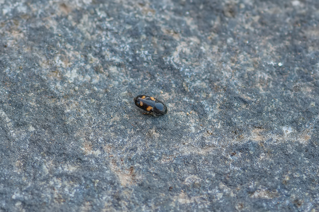 Glischrochilus quadrisignatus - amerikai fénybogár Glischrochilus quadrisignatus - amerikai fénybogár
