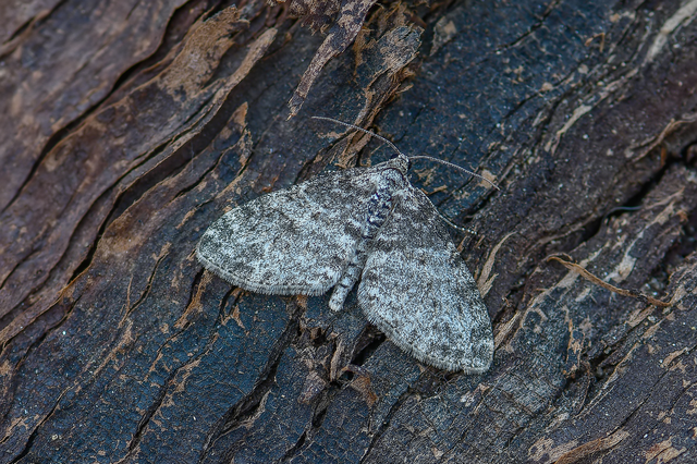 Lobophora halterata - szárnyfüggelékes araszoló