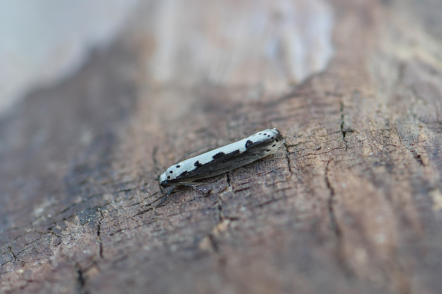 Ethmia